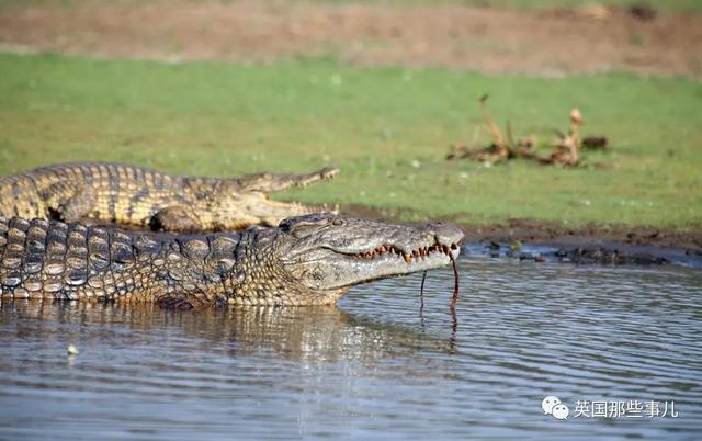 鳄鱼为什么会吃人，鳄鱼到底会不会吃人（残暴巨鳄吞噬83人后终于被抓）