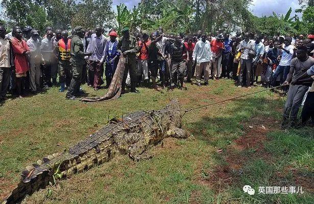 鳄鱼为什么会吃人，鳄鱼到底会不会吃人（残暴巨鳄吞噬83人后终于被抓）