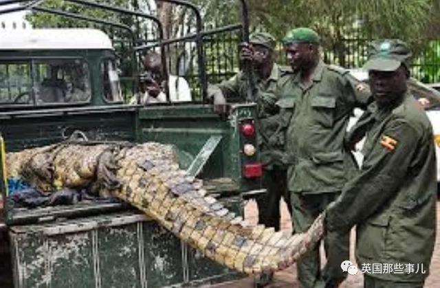 鳄鱼为什么会吃人，鳄鱼到底会不会吃人（残暴巨鳄吞噬83人后终于被抓）