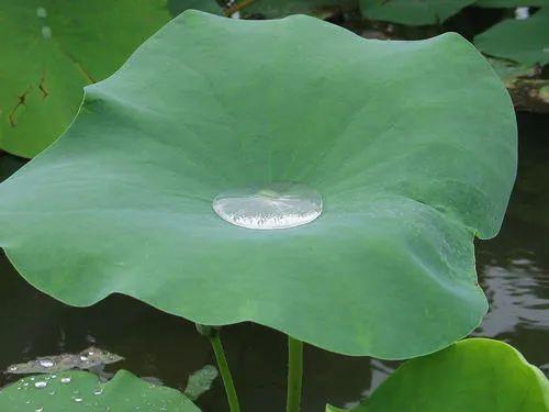 包粽子的叶子在哪里有，能包粽子的树叶，你认识几种