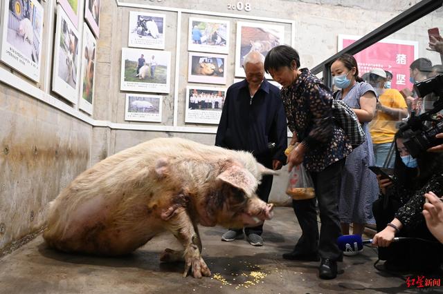 猪坚强还活着吗，猪坚强还活着吗2019（曾在地震废墟下坚持36天）