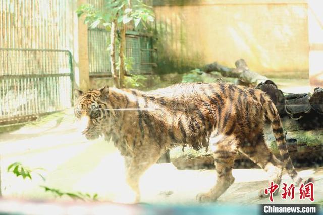 柳州动物园回应老虎骨瘦如柴，柳州动物园东北虎骨瘦如柴（广西柳州动物园老虎骨瘦如柴）