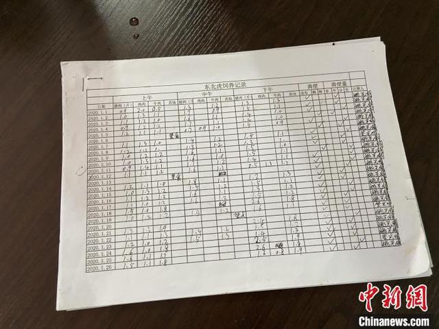 柳州动物园回应老虎骨瘦如柴，柳州动物园东北虎骨瘦如柴（广西柳州动物园老虎骨瘦如柴）