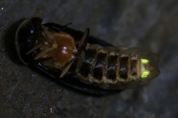 萤火虫的介绍，萤火虫的介绍 50字（神奇的扁萤）