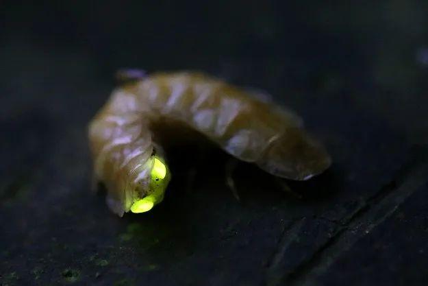 萤火虫的介绍，萤火虫的介绍 50字（神奇的扁萤）