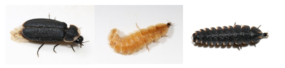 萤火虫的介绍，萤火虫的介绍 50字（神奇的扁萤）