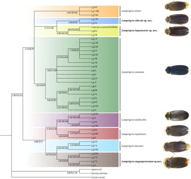 萤火虫的介绍，萤火虫的介绍 50字（神奇的扁萤）