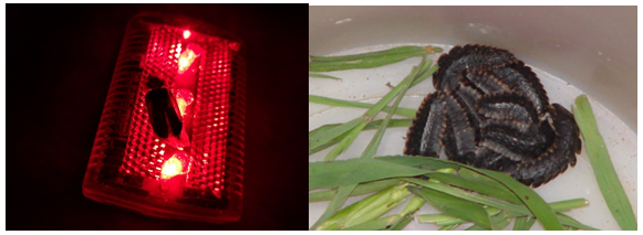 萤火虫的介绍，萤火虫的介绍 50字（神奇的扁萤）