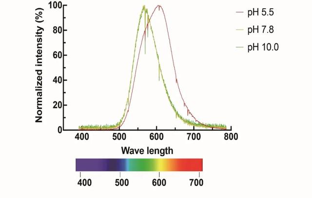 萤火虫的介绍，萤火虫的介绍 50字（神奇的扁萤）