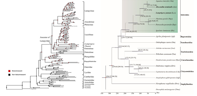 萤火虫的介绍，萤火虫的介绍 50字（神奇的扁萤）