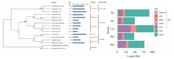萤火虫的介绍，萤火虫的介绍 50字（神奇的扁萤）