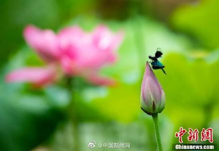 黑丽翅蜻介绍，黑丽翅蜻的寓意（江西湖口现罕见蝶形蜻蜓花头停歇）