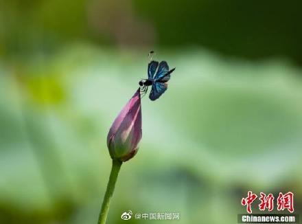 黑丽翅蜻介绍，黑丽翅蜻的寓意（江西湖口现罕见蝶形蜻蜓花头停歇）