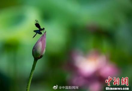 黑丽翅蜻介绍，黑丽翅蜻的寓意（江西湖口现罕见蝶形蜻蜓花头停歇）