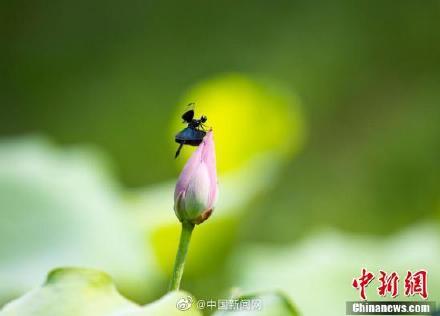 黑丽翅蜻介绍，黑丽翅蜻的寓意（江西湖口现罕见蝶形蜻蜓花头停歇）