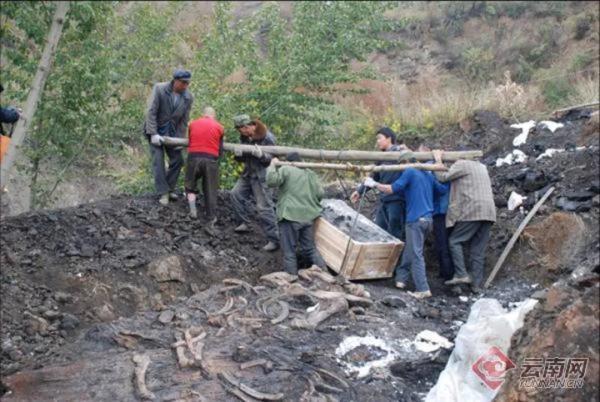 大象生活在哪里，大象住在哪里草原还是森林（曾经有多少种大象生活在云南）