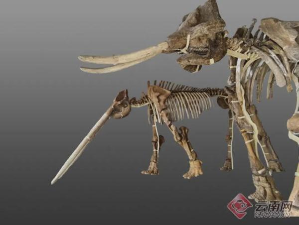 大象生活在哪里，大象住在哪里草原还是森林（曾经有多少种大象生活在云南）