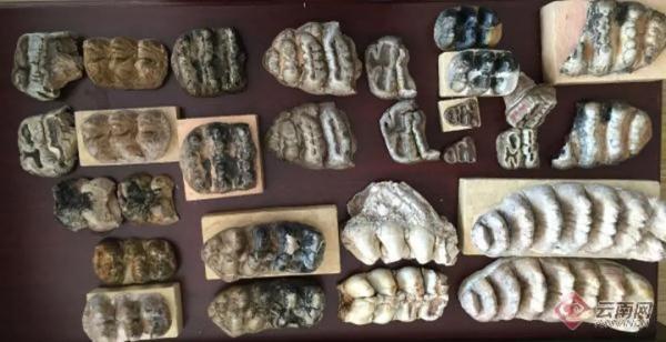 大象生活在哪里，大象住在哪里草原还是森林（曾经有多少种大象生活在云南）