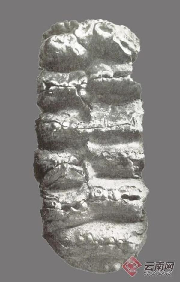 大象生活在哪里，大象住在哪里草原还是森林（曾经有多少种大象生活在云南）