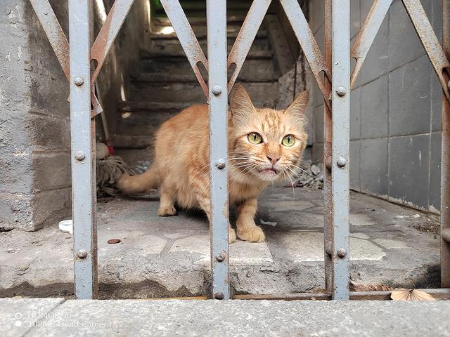 荣耀50价格参数 ，荣耀50的参数与价格（荣耀50体验评测：更美）