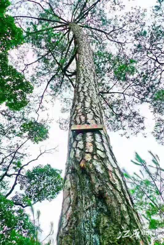 长江的第二大支流——赣江，江西赣江技工学校官网（红色故都瑞金绿色变迁记）