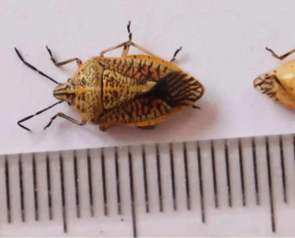 蝽象为什么特别臭，蝽象为什么特别臭臭的（不可小看小小的臭屁虫）