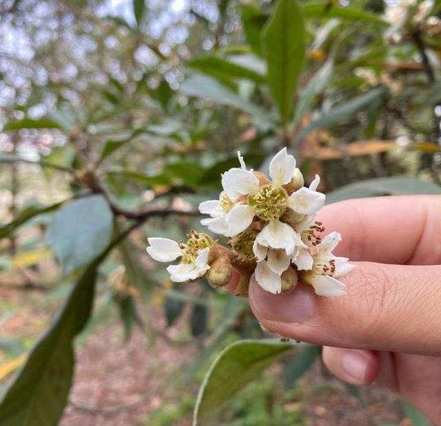 白枇杷花茶如何泡，白枇杷花茶可以常喝吗（生津止渴的七味咸茶）