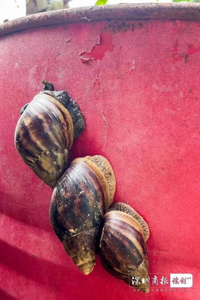 蜗牛粘液有毒吗，蜗牛是益虫还是害虫（雨后出现的这种东西千万别碰）