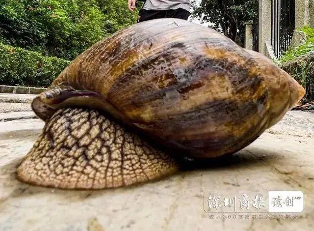 蜗牛粘液有毒吗，蜗牛是益虫还是害虫（雨后出现的这种东西千万别碰）