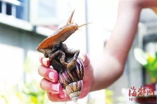 蜗牛粘液有毒吗，蜗牛是益虫还是害虫（雨后出现的这种东西千万别碰）