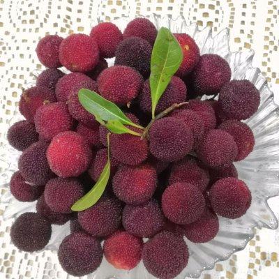 杨梅酒的酿制方法，杨梅酒的酿制方法（把全家人征服的自制杨梅酒）