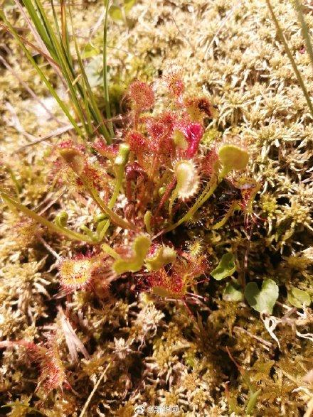 茅膏菜的简介，茅膏菜介绍（重庆发现吃虫植物圆叶茅膏菜）