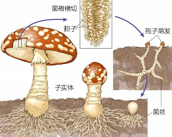 海里最大的动物，海洋里最大的动物是什么（蓝鲸顶多算个小可爱）