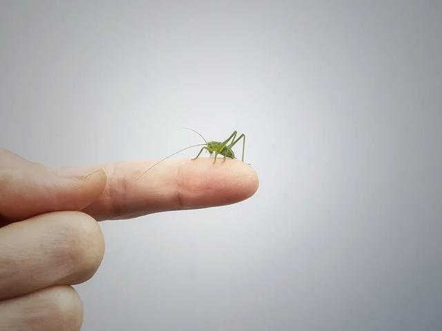 季夏是几月，诗经十二个月的雅称（倏忽温风至，因循小暑来）