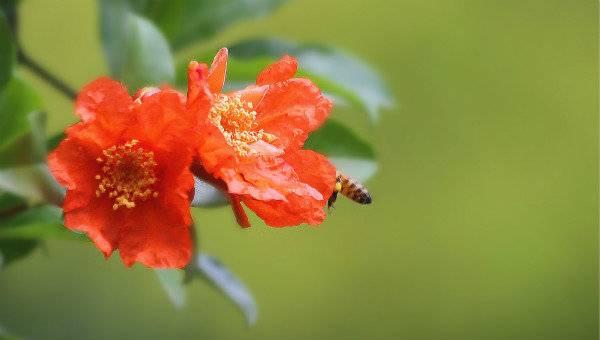 石榴花什么时候开，石榴花什么时候开花（五月榴花照眼明）