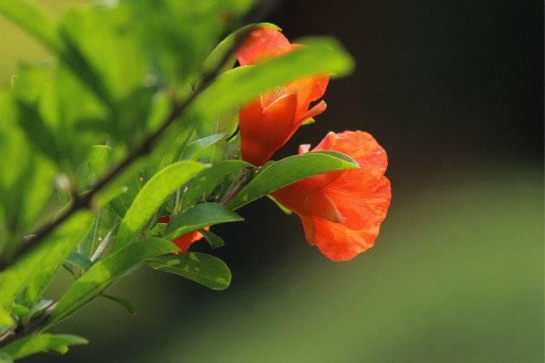 石榴花什么时候开，石榴花什么时候开花（五月榴花照眼明）