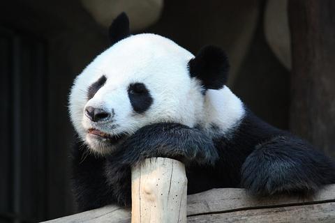 大熊猫濒危原因，熊猫为什么会处境危险（大熊猫从濒危降为易危）