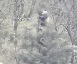 易危物种是什么意思，易危物种是保护动物吗（为这个“降级”，点赞→）