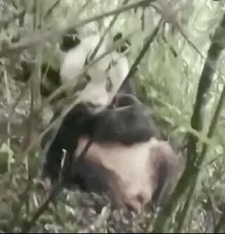 易危物种是什么意思，易危物种是保护动物吗（为这个“降级”，点赞→）