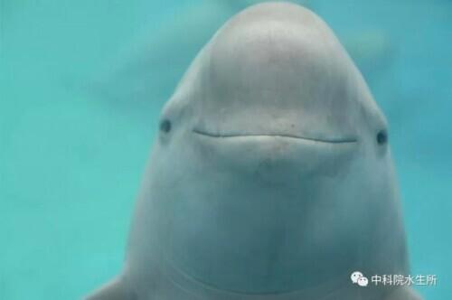 易危物种是什么意思，易危物种是保护动物吗（为这个“降级”，点赞→）