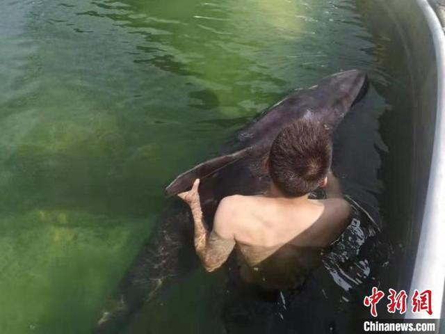 瓜头鲸是什么动物，瓜头鲸百度百科（全力救治浙江临海最后一头瓜头鲸）