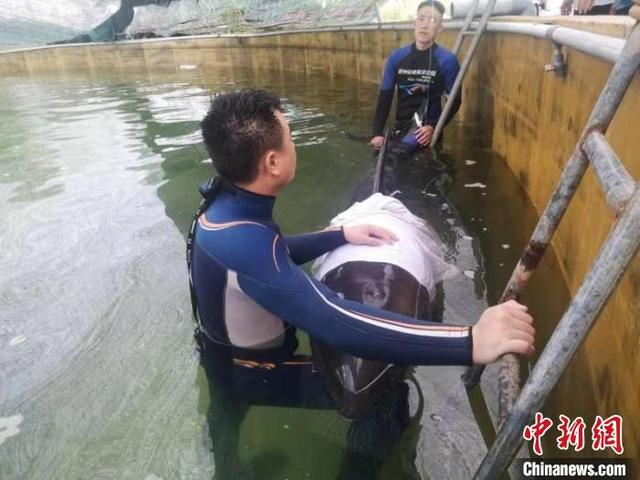 瓜头鲸是什么动物，瓜头鲸百度百科（全力救治浙江临海最后一头瓜头鲸）
