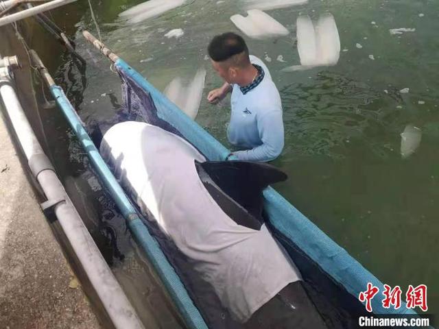 瓜头鲸是什么动物，瓜头鲸百度百科（全力救治浙江临海最后一头瓜头鲸）