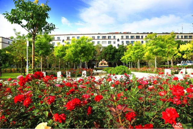 金塔县属于哪个市，甘肃省金塔县是哪个市（酒泉市金塔县：城市花园百花香）