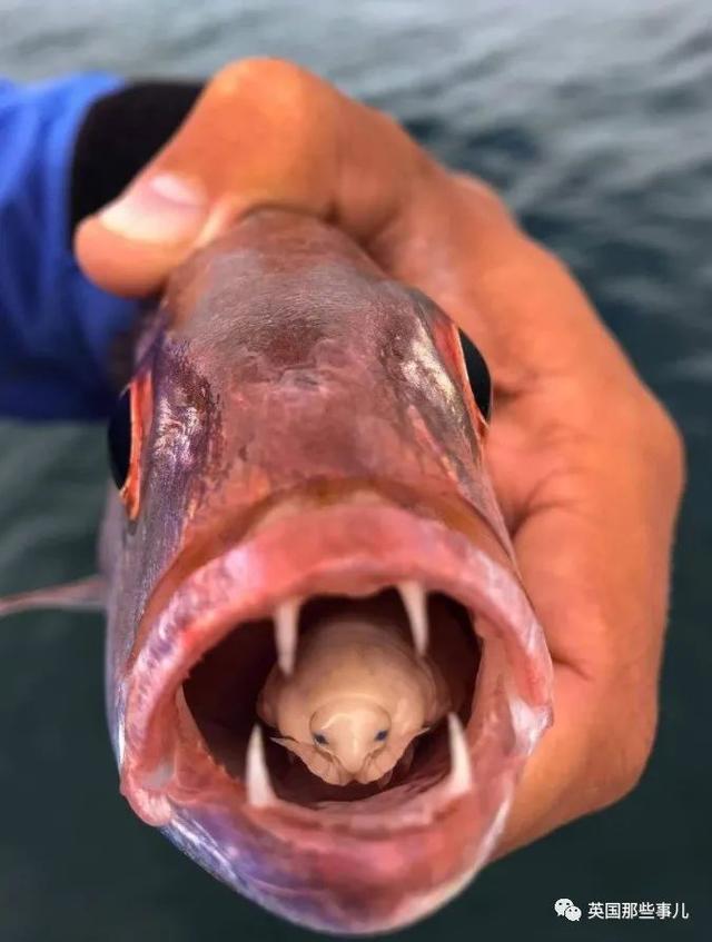 鱼舌头上的寄生虫图片