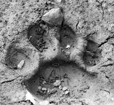 老虎的脚印像什么形状，老虎的脚印像什么呢（如何通过踪迹鉴别是否为东北虎）