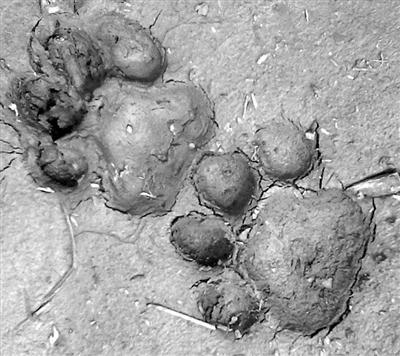 老虎的脚印像什么形状，老虎的脚印像什么呢（如何通过踪迹鉴别是否为东北虎）