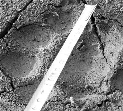 老虎的脚印像什么形状，老虎的脚印像什么呢（如何通过踪迹鉴别是否为东北虎）