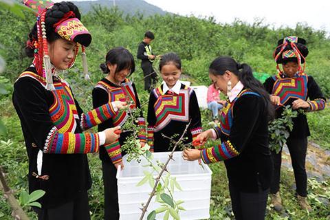四川花椒产地在哪里，四川花椒很好的产地（800亩花椒迎丰收）