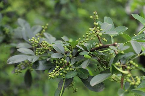 四川花椒产地在哪里，四川花椒很好的产地（800亩花椒迎丰收）